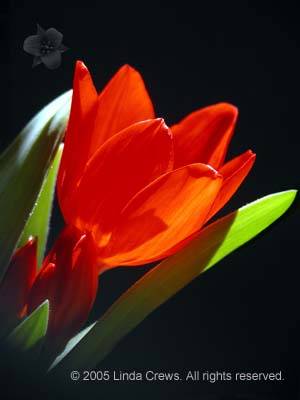 Red Riding Hood Tulip